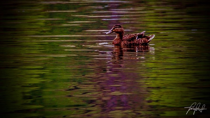 Fine art photography by CYCO PRO MEDIA