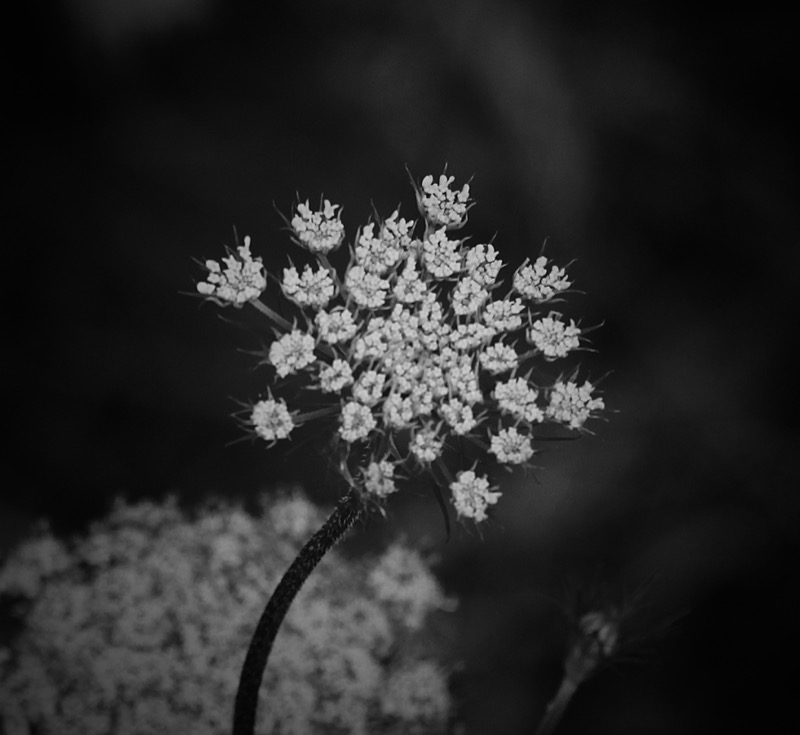 Fine art photography by CYCO PRO MEDIA