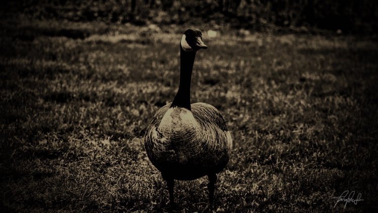 Fine art photography by CYCO PRO MEDIA