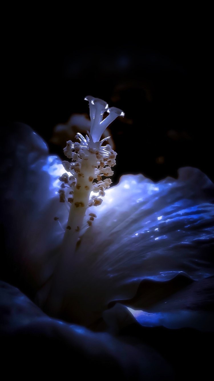 Fine art photography by CYCO PRO MEDIA