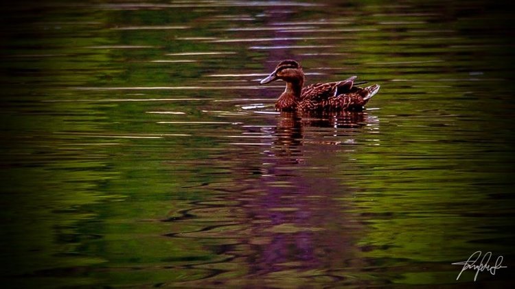 Fine art photography by CYCO PRO MEDIA