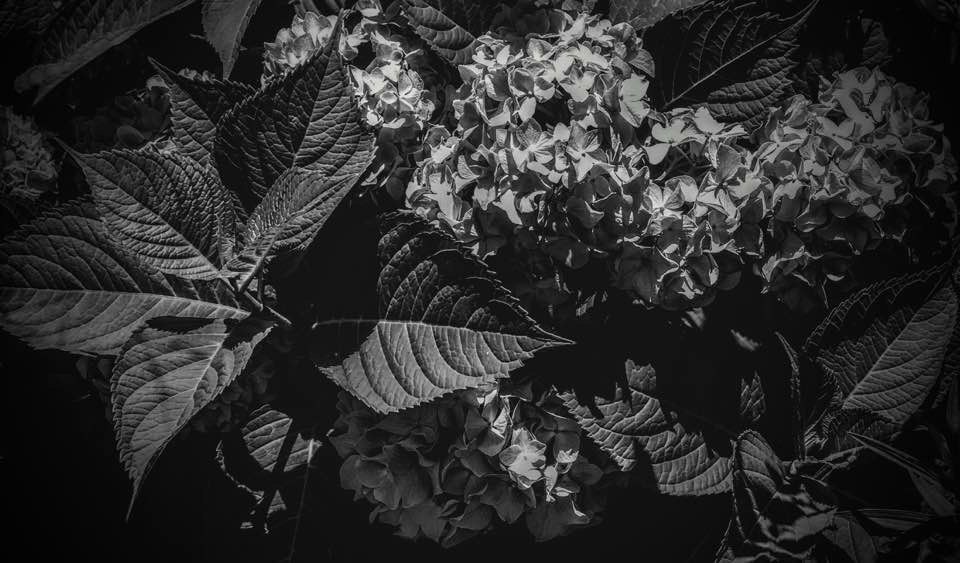 Fine art photography by CYCO PRO MEDIA