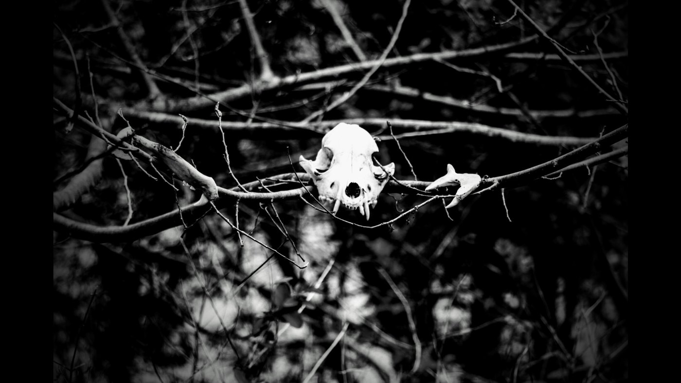 Fine art photography by CYCO PRO MEDIA