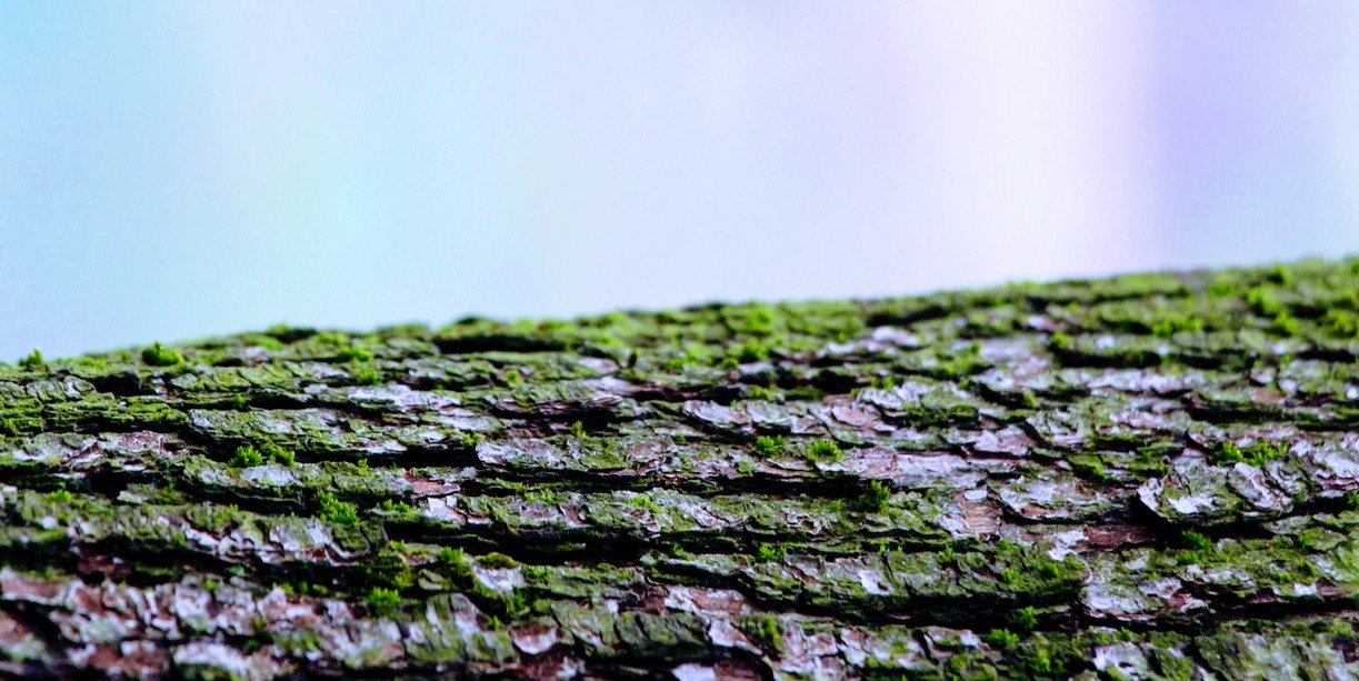 Fine art photography by CYCO PRO MEDIA