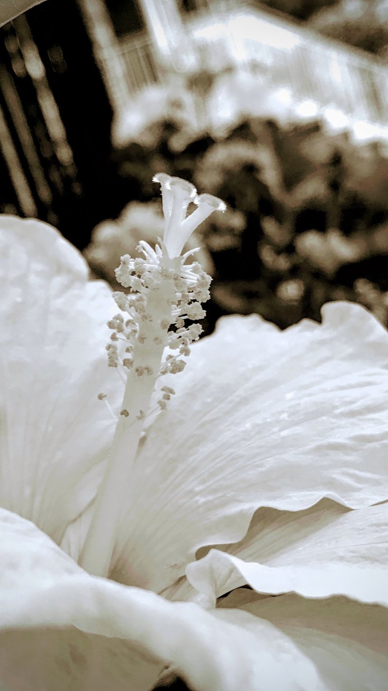 Fine art photography by CYCO PRO MEDIA